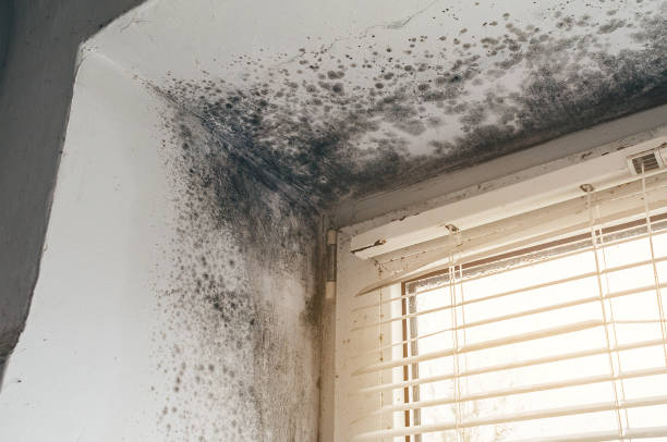 Affordable Attic Mold Remediation solutions in Kingsville, TX